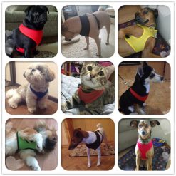 Colorful Breathable Dog Harness - Made of Durable & Soft Nylon 24