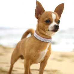 Affordable HQ Leather Rhinestone Dog Collar For Small/Medium Dogs 14
