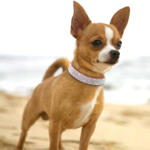 Affordable HQ Leather Rhinestone Dog Collar For Small/Medium Dogs 7