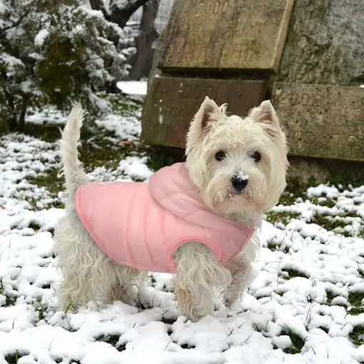 Best Winter Jacket For Small and Medium Dogs - Soft Cotton 6
