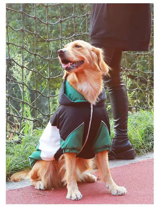 Heavy Duty & Durable Dog Jacket and Raincoat - Multiple Sizes 5
