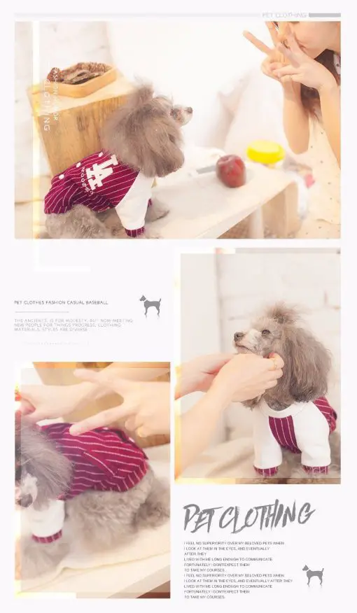 Classy & Fashionable Baseball Summer Costume For Dogs 5
