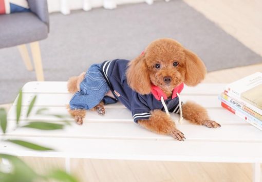 Durable Winter Jacket To Keep Your Dog Warm (various options) 6