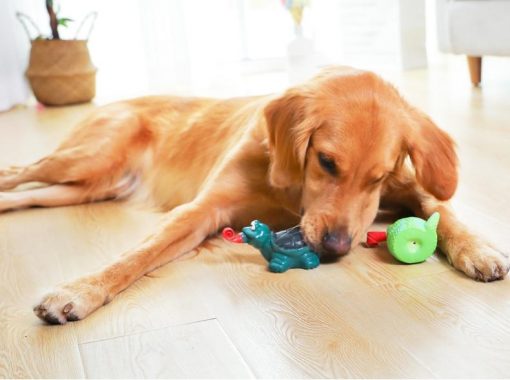 Best Squeaky Interactive Dog Toys (Non-Toxic / Non-Swallow-able) 6