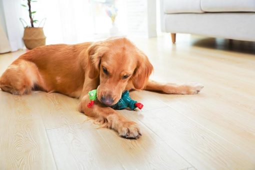 Best Squeaky Interactive Dog Toys (Non-Toxic / Non-Swallow-able) 11