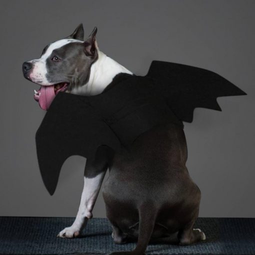 Cool Pet Black Bat Costume For Halloween Party (Dogs/Cats) 1