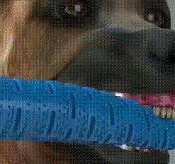Long Toothbrush Chew Toy For Dogs For Healthier Teeth (non-toxic) 15