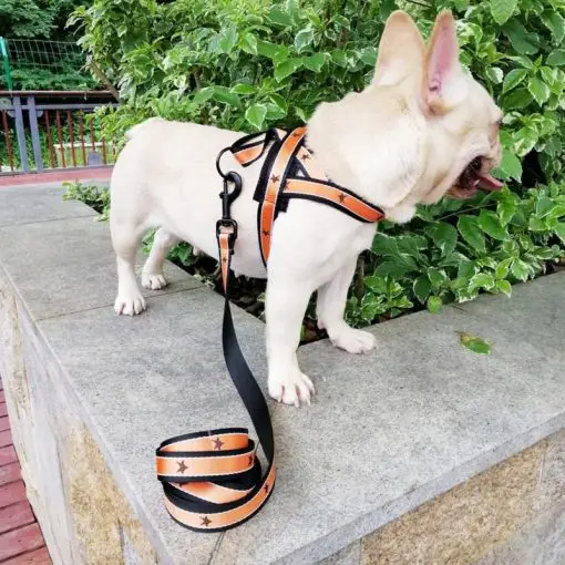Light & Durable Adjustable Dog Harness For Medium Dogs 1
