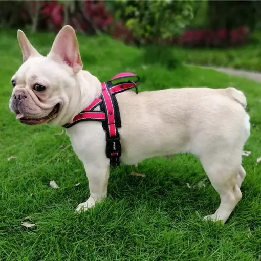 Light & Durable Adjustable Dog Harness For Medium Dogs 4