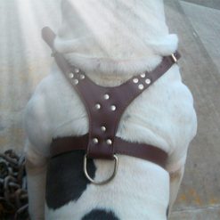Spiked Dog Harness