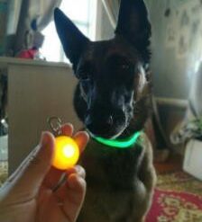 Bright Dog / Cat LED Night Safety Flash Light for Collars - (Free Shipping Now)