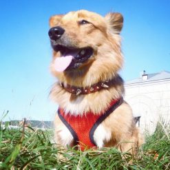 Colorful Breathable Dog Harness - Made of Durable & Soft Nylon 20