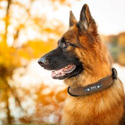 Best 2020 Dog Leash + Collar + ID Pad Kit - All Dog Sizes 26