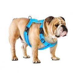 2020 Colorful Trendy Dog Harness (various options) 10