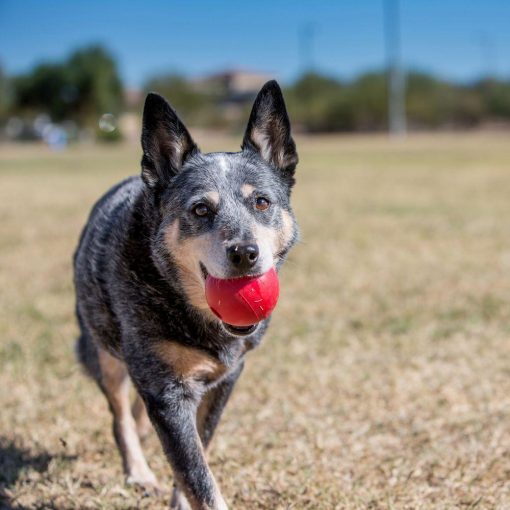 play Fetch Dog ball