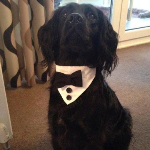 Best HQ Fashionable Gentleman Dog Bandanna (2 sizes) 4