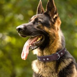 Easily Adjustable Spiked Leather Dog Collar - Medium/Bigger Dogs 19