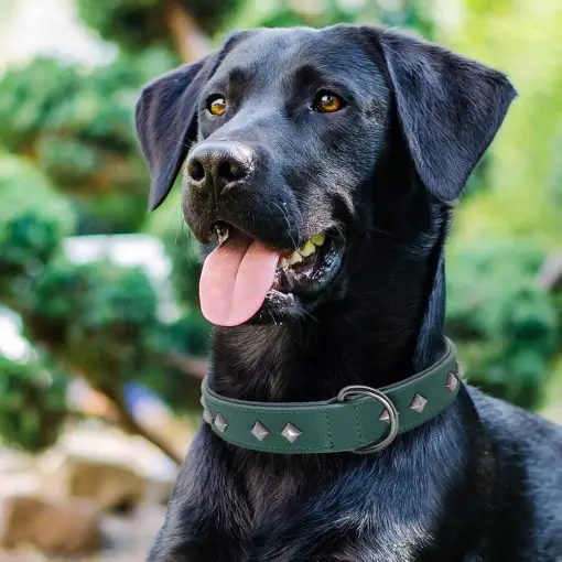 Easily Adjustable Spiked Leather Dog Collar - Medium/Bigger Dogs 7