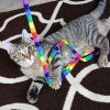 Rainbow Cat Charmer Stunning Pets 