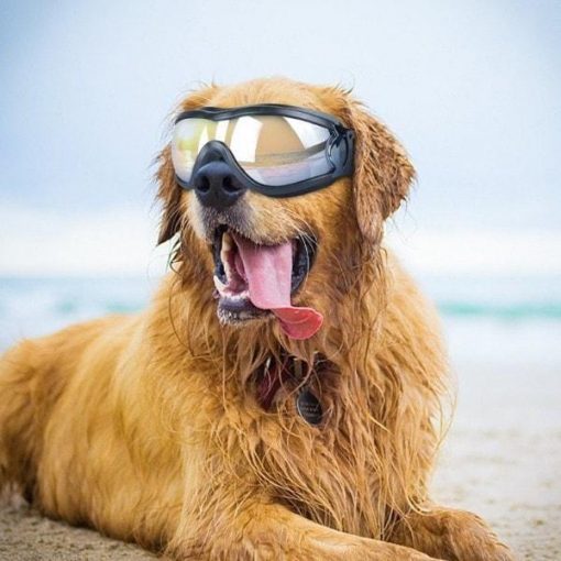 Stylish Waterproof Dog Goggles | Best Gadgets for Dog Lovers July Test GlamorousDogs
