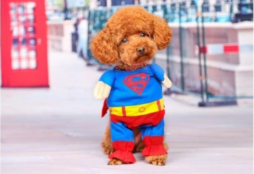 Superhero 'Super Man' Outfit for Small Dogs Stunning Pets