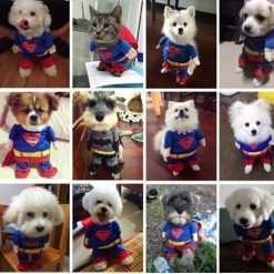 Superhero 'Super Man' Outfit for Small Dogs Stunning Pets 