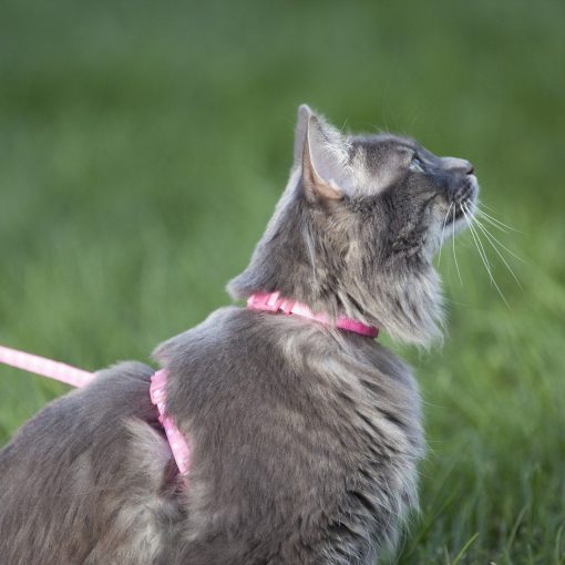 The Adjustable Cat Leash Stunning Pets