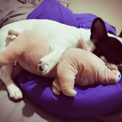 The Cute Pig Dog Pillow Stunning Pets 