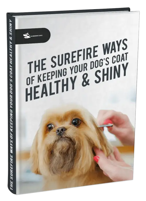The Surefire Ways of Keeping Your Dog's Coat Healthy & Shiny Glamorous Dogs Shop - Glamorous Accessories for Your Dog + FREE SHIPPING