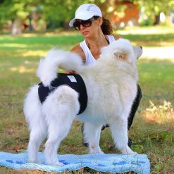 Washable Reusable Dog Diapers for Female Dogs & New-born Puppies August Test GlamorousDogs