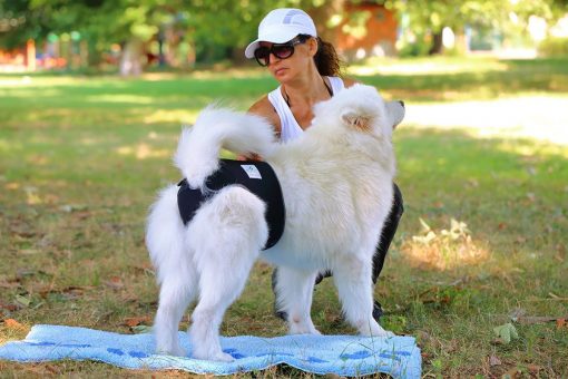 Washable Reusable Dog Diapers for Female Dogs & New-born Puppies August Test GlamorousDogs