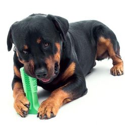 World's Most Effective Dog Toothbrush Toy, Bristly Brushing Stick bristly stick GlamorousDogs 