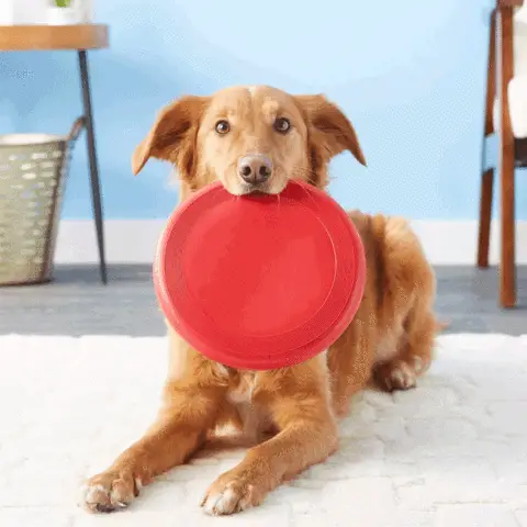 Real Heavy Duty Frisbee For Dogs (Durable/affordable) 3